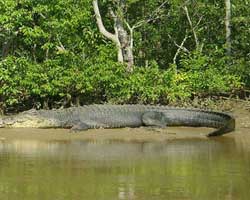 Bhitarkanika Wildlife Sanctuary, Crocodile Breeding Centre Orissa