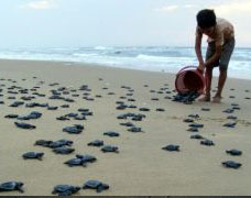 chilka lake olive ridley tours - Places covered: Bhubaneswar | Puri | Rambha | Manglajudi